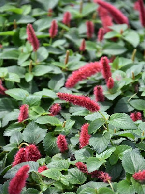 Coco Basket 12